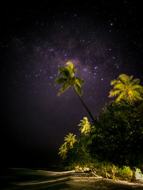 Free Enchanting view of the Milky Way illuminating palm trees along a Maldives beach at night. Stock Photo