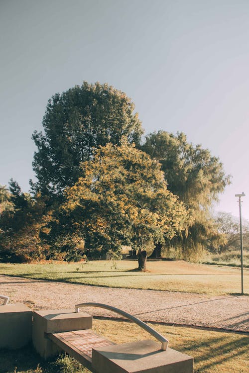 公園, 垂直拍摄, 夏天 的 免费素材图片