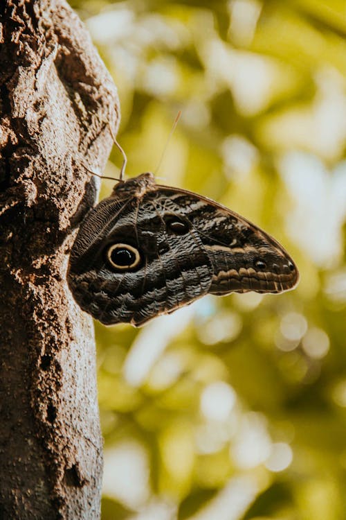 Gratis arkivbilde med bark, caligo, dyrefotografering