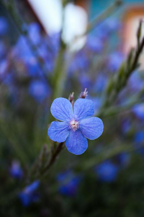 Foto d'estoc gratuïta de blau, enfocament selectiu, flor