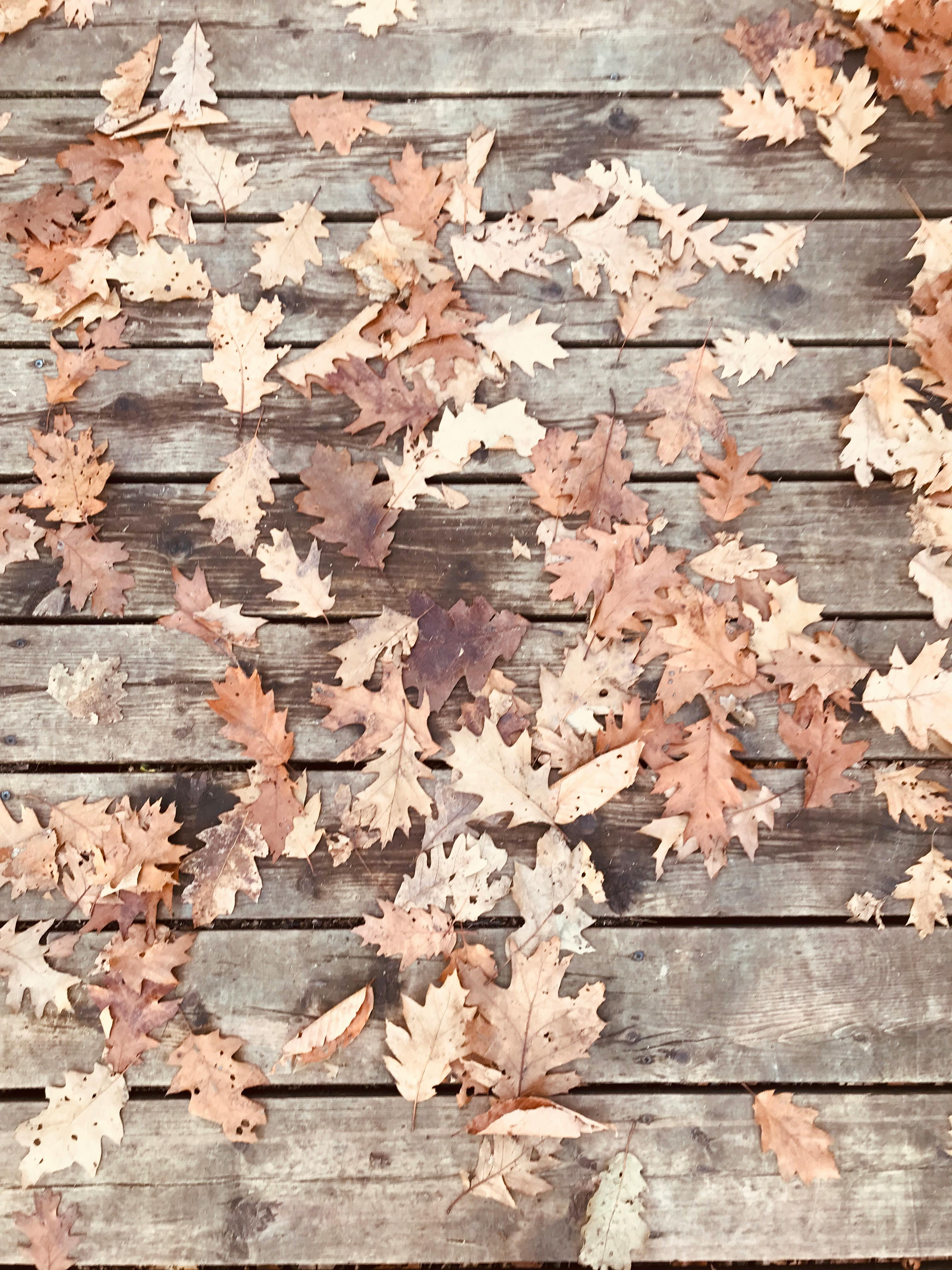 Free stock photo of autumn, autumn leaves, fall colors