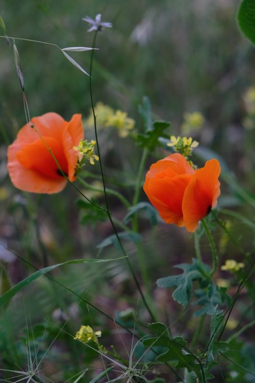Free Two bright orange poppies bloom in a summer field, surrounded by green foliage and yellow wildflowers. Stock Photo
