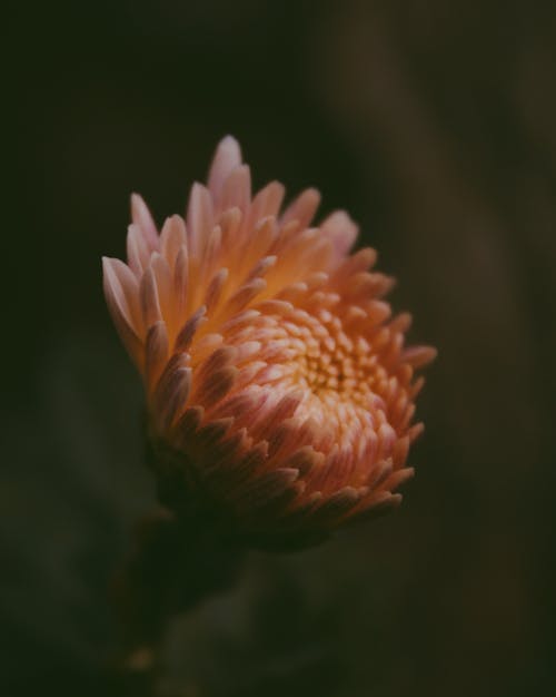 Close-up Photo of Orange Chrysanthemum Flower