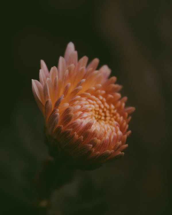 Close Up Foto Van Oranje Chrysanthemum Bloem