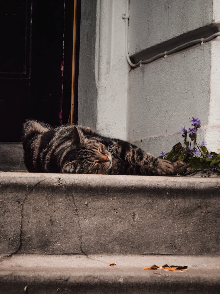 Cat Lying Down On Stairs