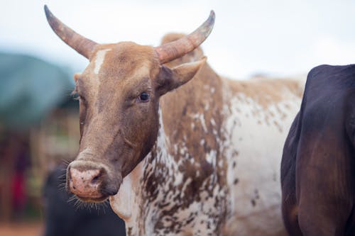 Close-up of an Nguni Cow on a Pasture 