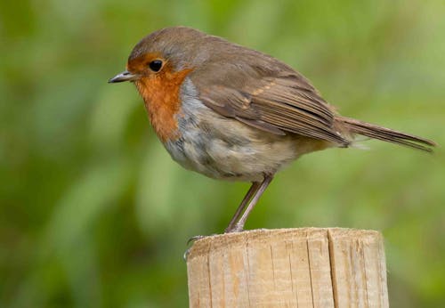 Close-up of a Robin on a Wooden Pole 