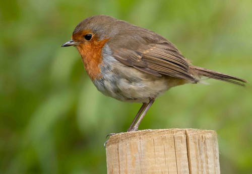 Ilmainen kuvapankkikuva tunnisteilla eläinkuvaus, erithacus rubecula, european robin