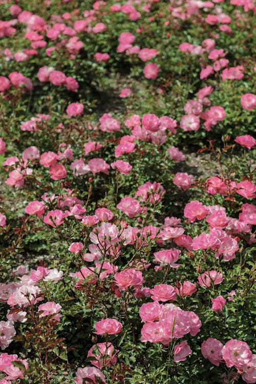 Foto stok gratis berwarna merah muda, bunga-bunga, kebun