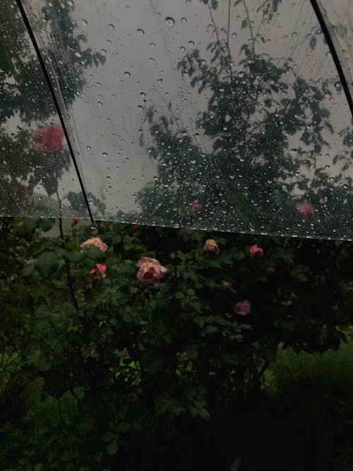 Foto stok gratis bunga-bunga, hujan, kebun