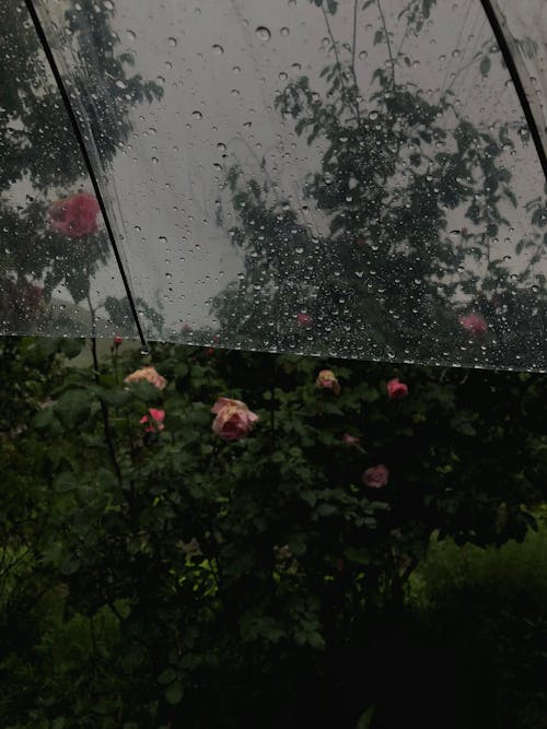 Fotobanka s bezplatnými fotkami na tému dážď, kvapky dažďa, kvety