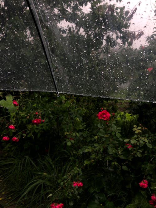 Δωρεάν στοκ φωτογραφιών με βροχή, κατακόρυφη λήψη, κήπος
