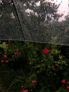 Vibrant red roses in a lush garden seen through a rain-covered umbrella.