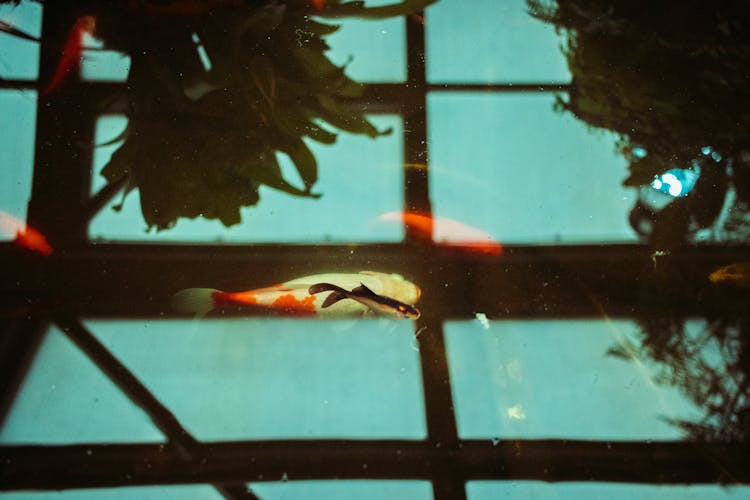 Fish Swimming In Tank