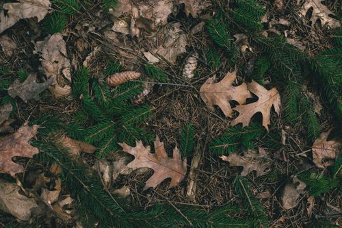 Free Aerial view of a forest floor covered with brown leaves, pine needles, and cones in autumn. Stock Photo