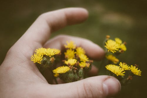 Hand Touching Flowers 