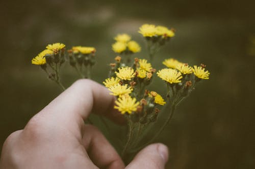 Hand Touching Yellow Flowers 