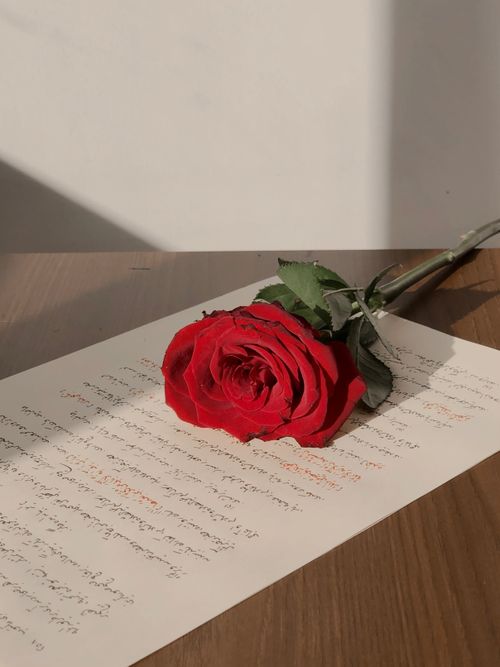 Free A vibrant red rose placed on a letter featuring Arabic script, symbolizing romance and emotion. Stock Photo