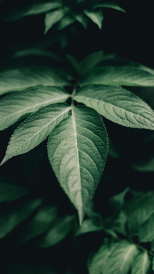 Close up of Green Leaves