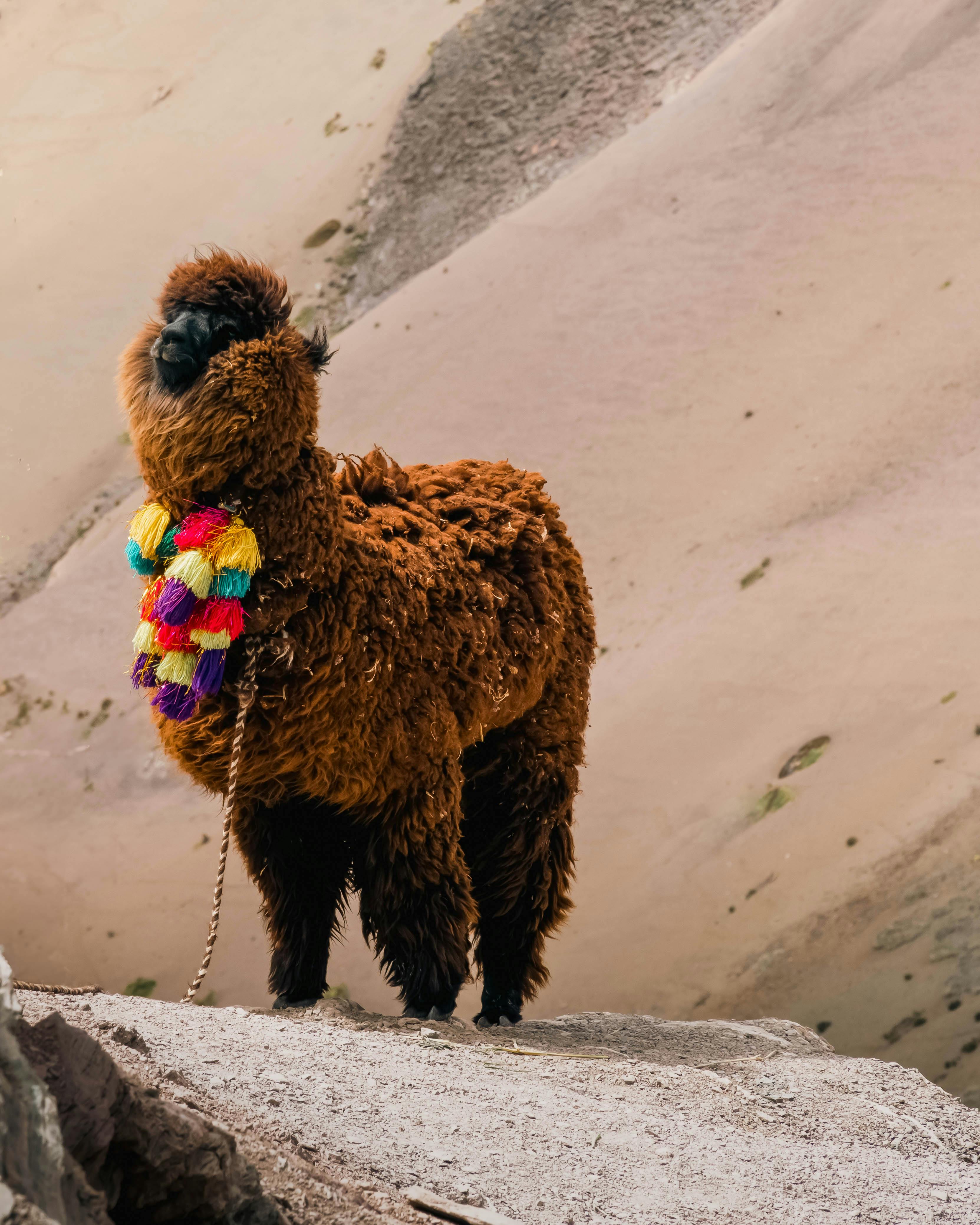 A vibrant llama adorned with colorful decorations stands on a rocky terrain in a scenic mountain backdrop.