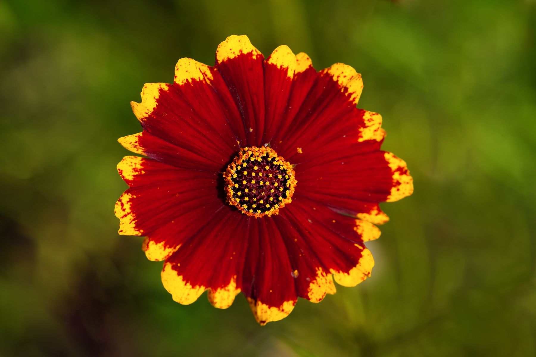 Red and yellow Plains coreopsis flowers in bloom Red and yellow Plains coreopsis flowers in bloom