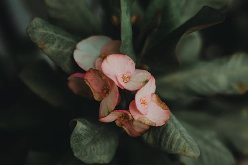 꽃에 분홍색 Euphorbia Milii 꽃의 클로즈업 사진