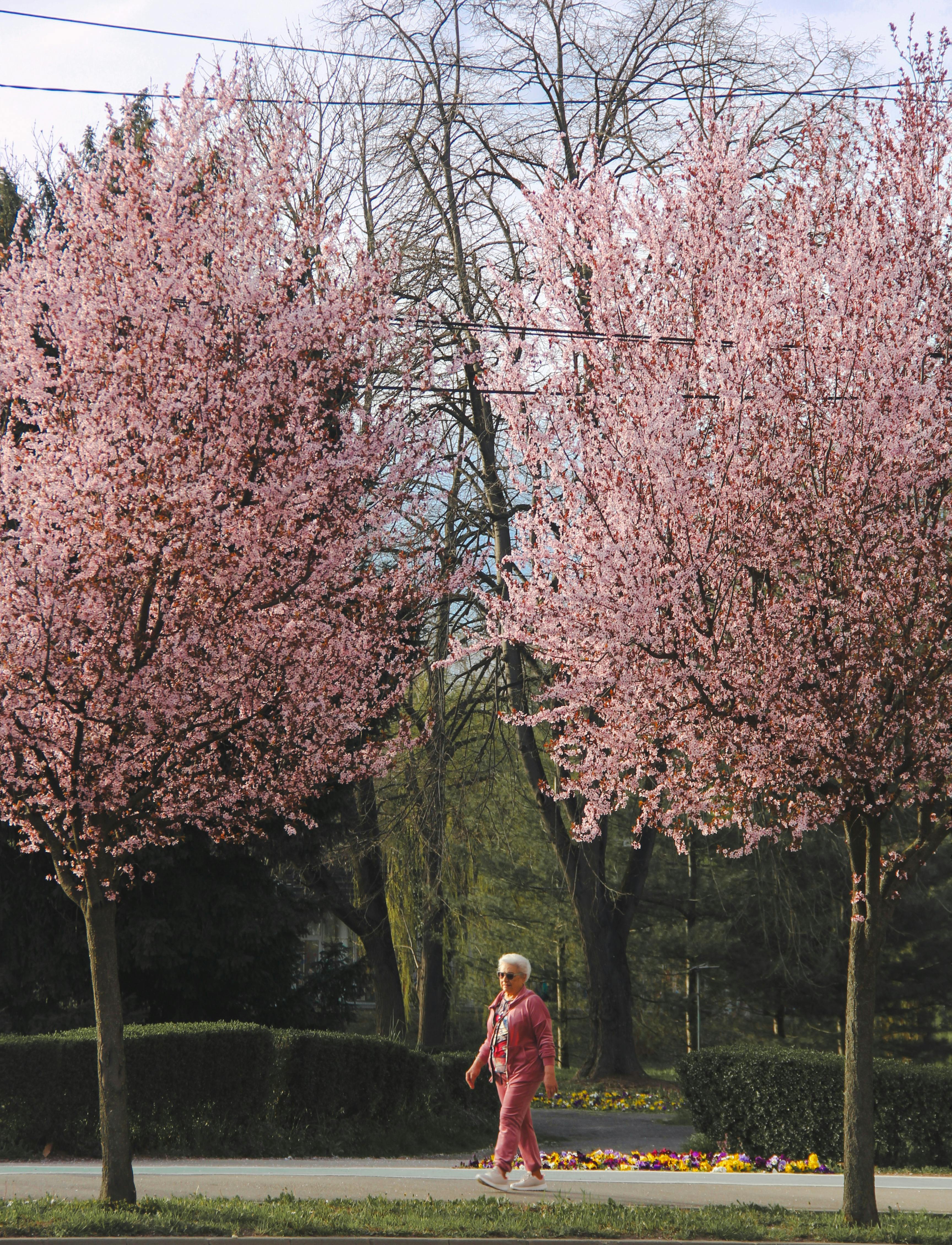 Elderly woman strolls through Timișoara park, surrounded by blooming pink trees in spring.