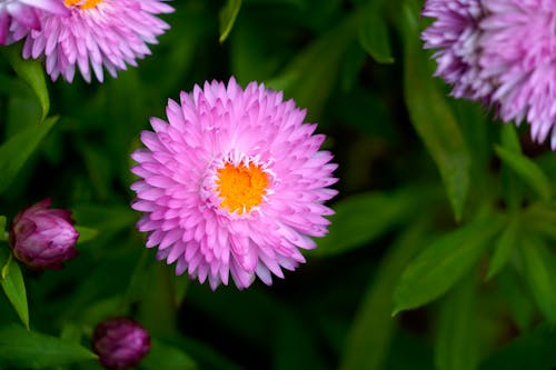 Kostnadsfri bild av blomma, färsk, kronblad