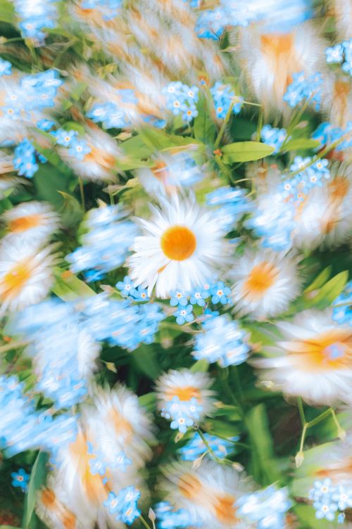 Free A vibrant and artistic blurred photo of daisies and forget-me-nots, showcasing a dreamy floral scene. Stock Photo