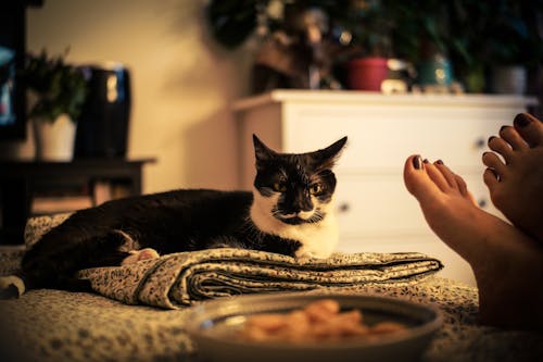 Foto profissional grátis de descanso, em cima da cama, gato