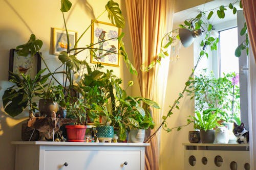 Foto profissional grátis de panelas de barro, planta, plantas decorativas