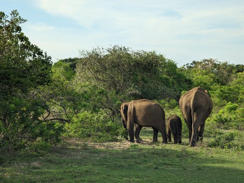 Elephants among Trees