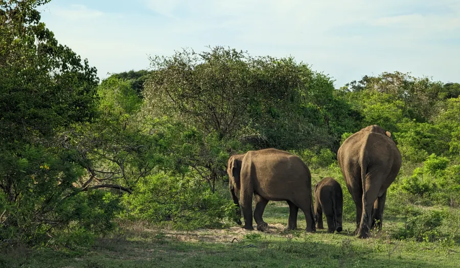 Le safari de Yala