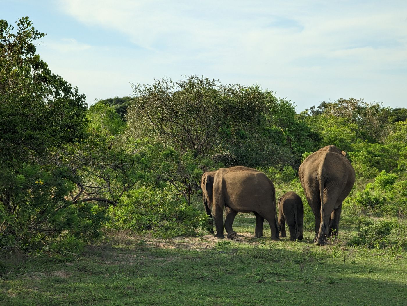 Elephants in Sri Lanka