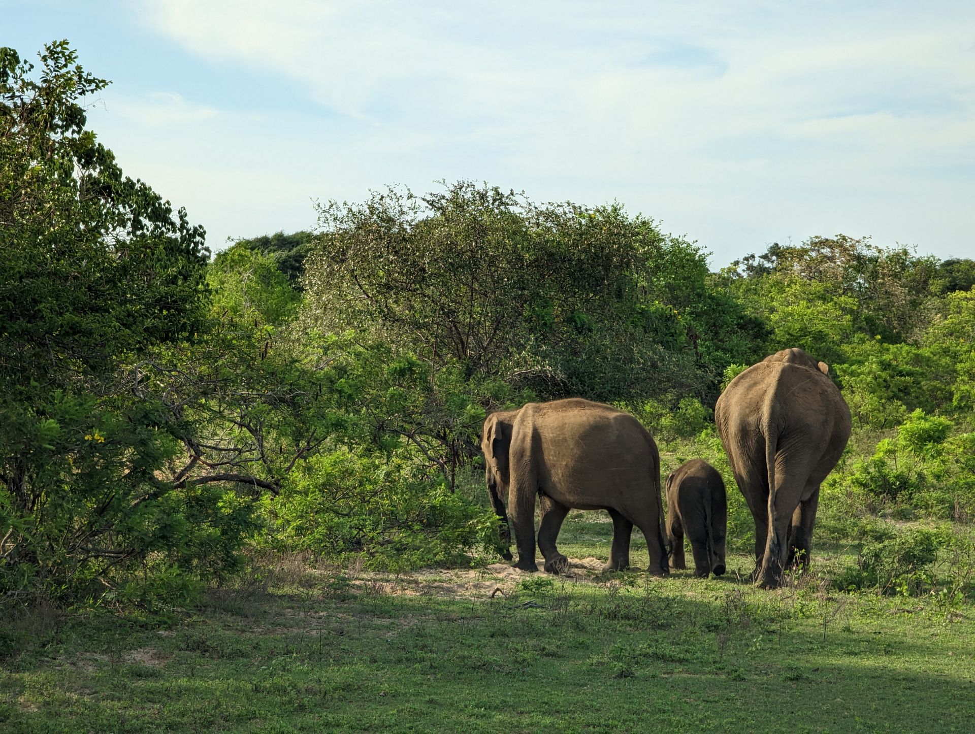 Wild Leopard Country