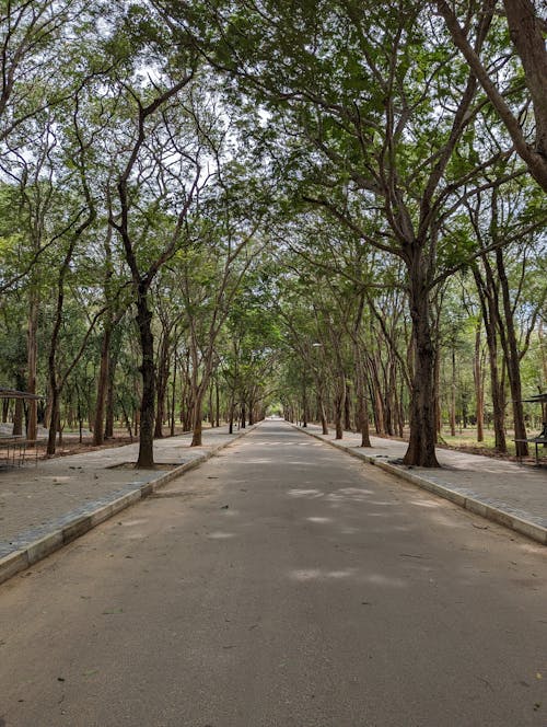 Alley through Park