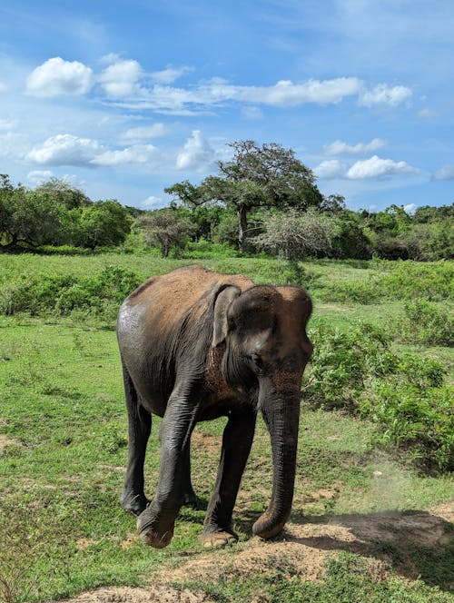 Foto d'estoc gratuïta de animal, arbres, elefant