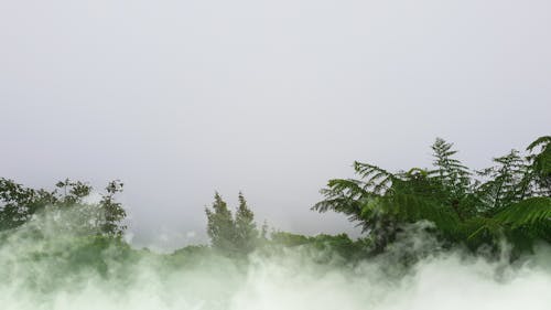 Free stock photo of bush, canopy, cloud