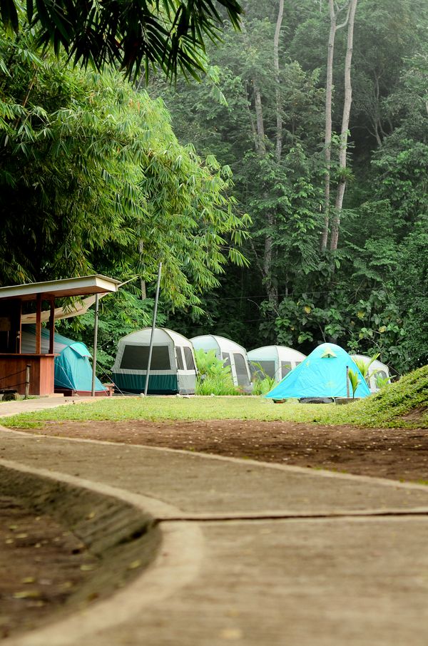 Colourful tents pitched in a clearing surrounded by tall green forest trees