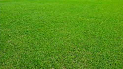 Free stock photo of grass, grass field, grass land