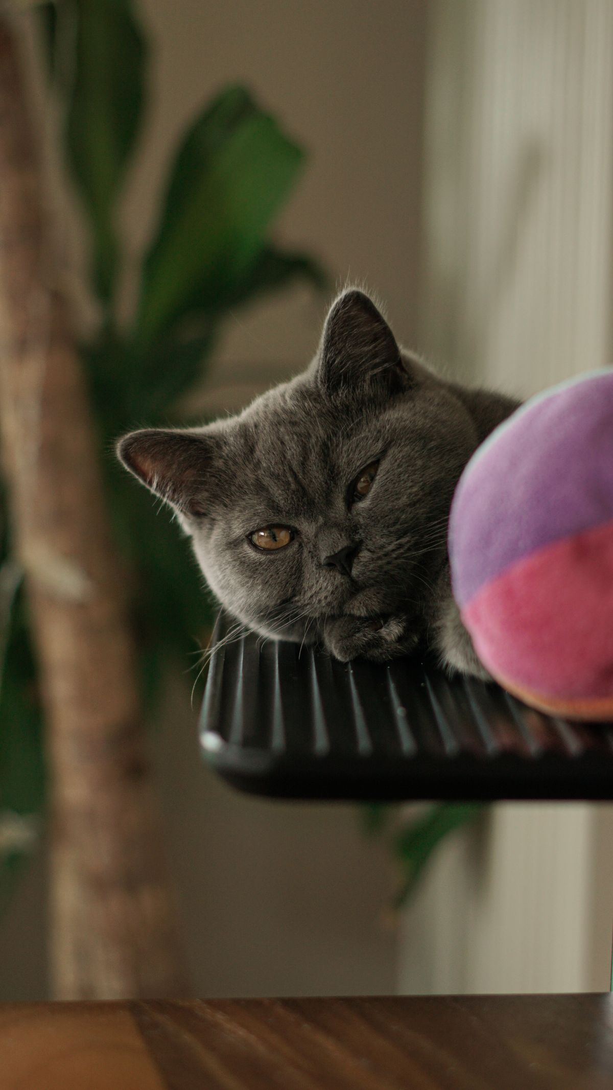 A grey cat laying on top of a table · Free Stock Photo