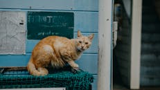 一只好奇的姜黄色虎斑猫栖息在户外蓝墙的网上