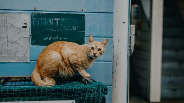 一只好奇的姜黄色虎斑猫栖息在户外蓝墙的网上