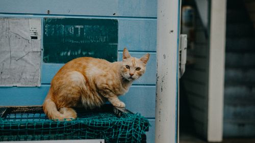 Free A curious ginger tabby cat perched outdoors on a net against a blue wall. Stock Photo