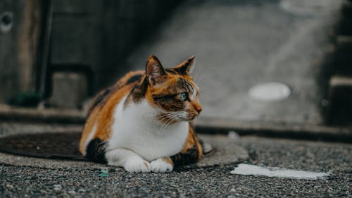 Cat Laying On The Ground