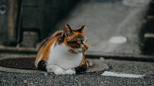 一只迷人的印花猫懒洋洋地躺在城市的人行道上，在宁静的环境中展示着它充满活力的毛皮