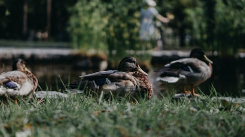 Close-Up Photo Of Ducks On Grass