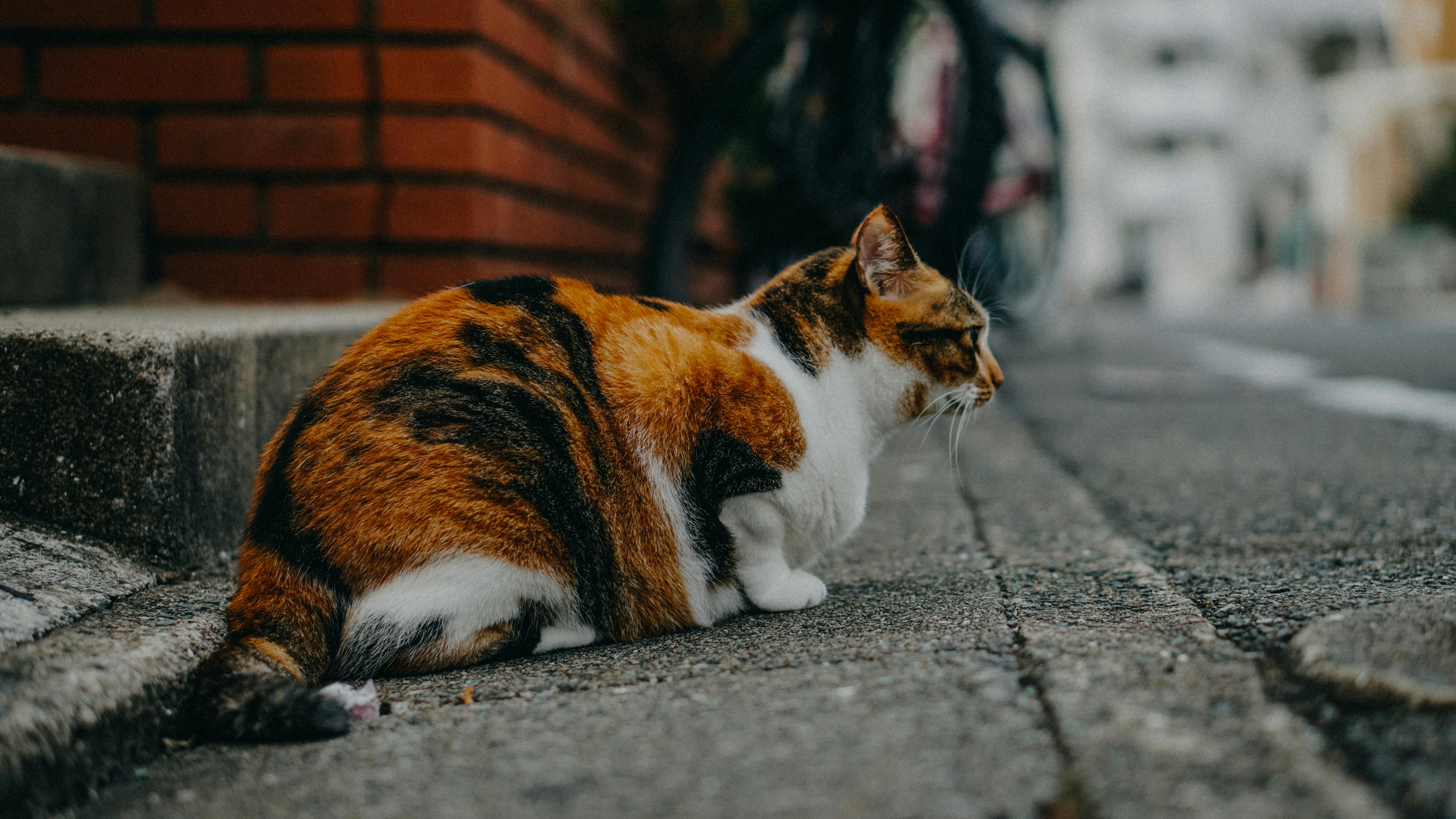 Cat Sitting Near Street