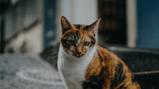 这是一张户外花斑猫的特写肖像，清晰地展现了它独特的皮毛图案和锐利的眼神