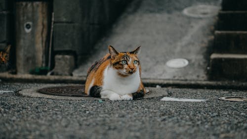 бесплатная Фотография короткошерстного ситцевого кота, лежащего на земле Стоковое фото